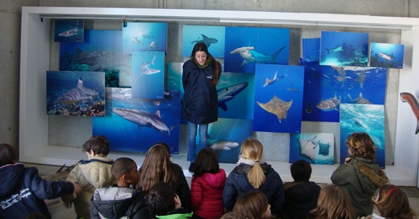 Volem saber més sobre animals marins